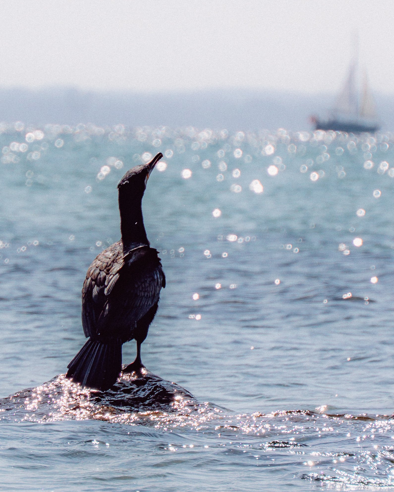 Across the Shore — frame 2
