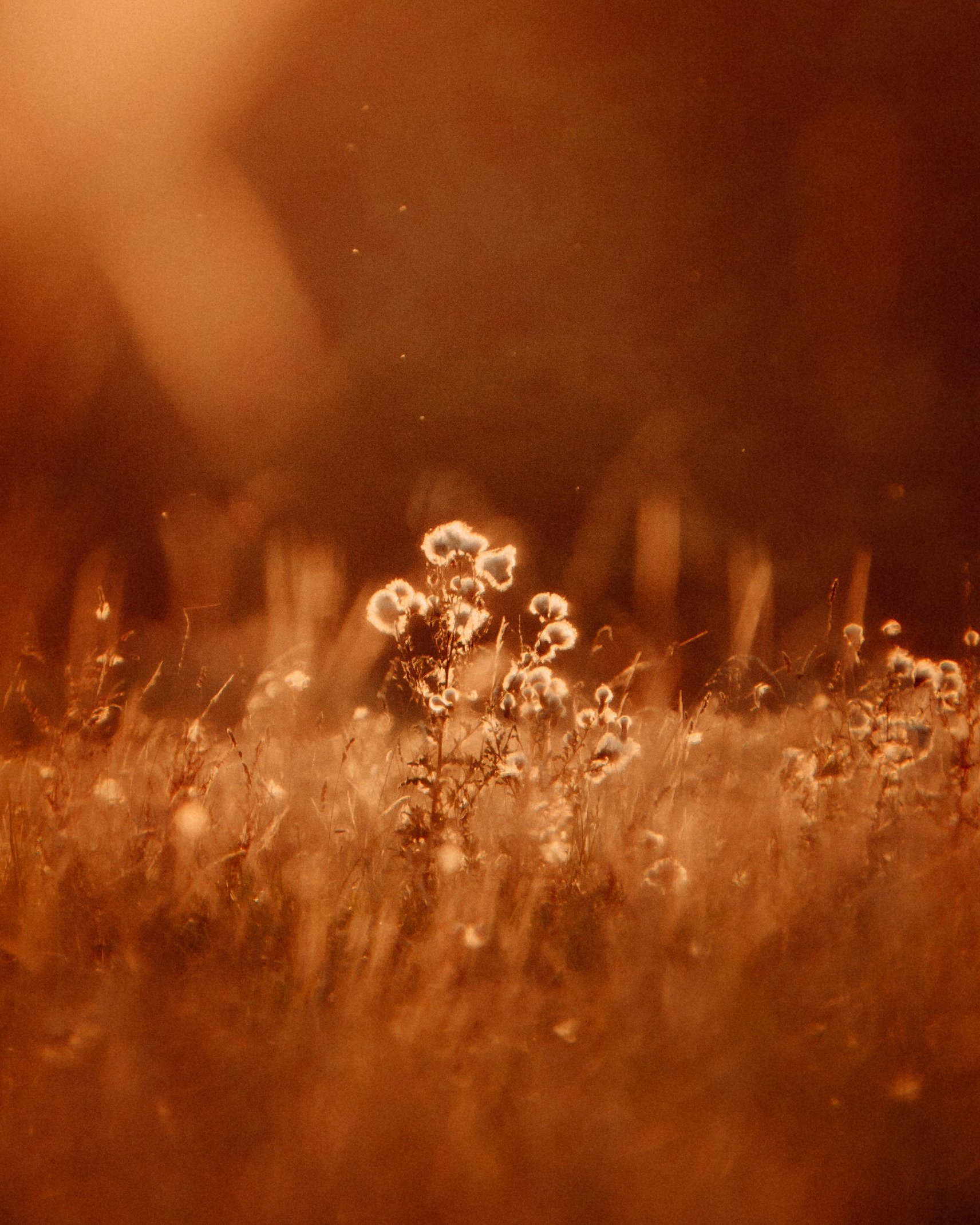 Across the Shore — frame 9