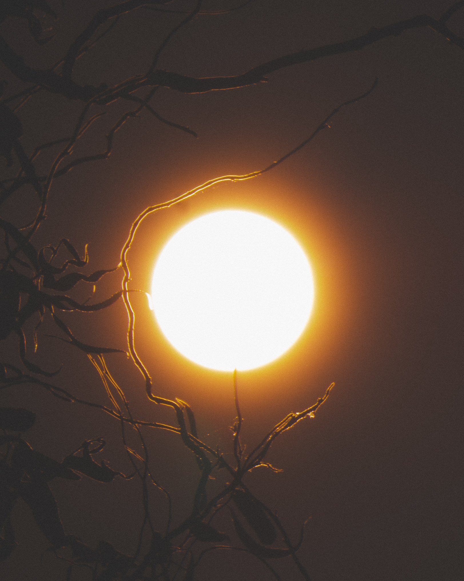 Selected work 26 by Nick Schildknecht